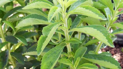 Stevia Growing Guide