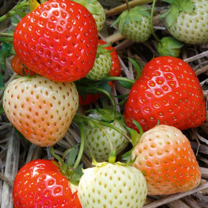 Strawberry Plants Continuity Collection [257179]
