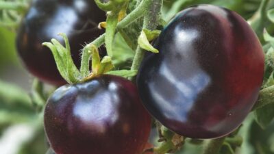Indigo Rose Black Tomatoes – the ripening process