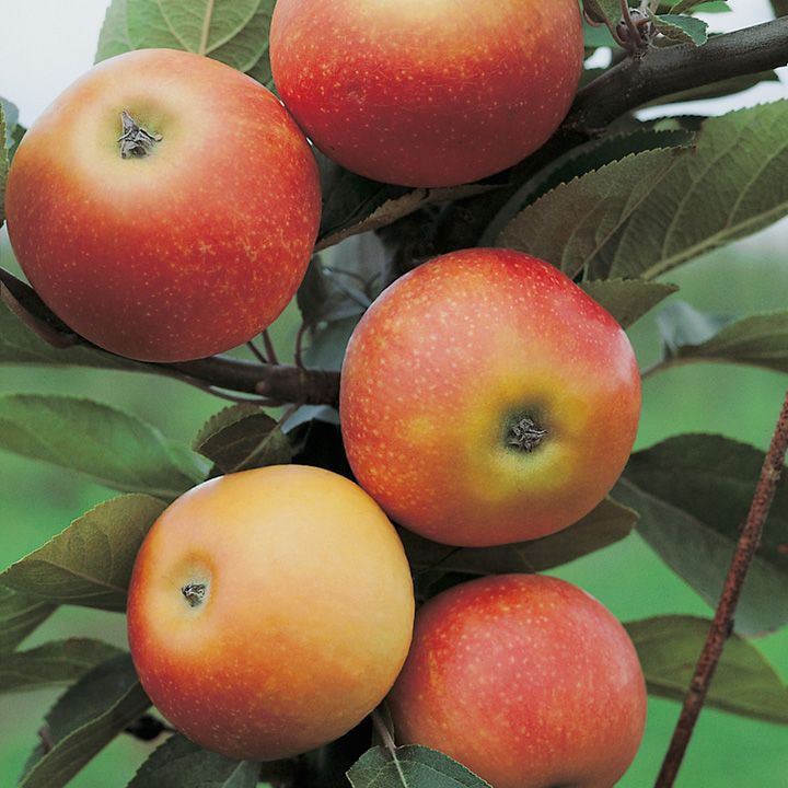 Fruit Trees and Ornamental Trees will be affected