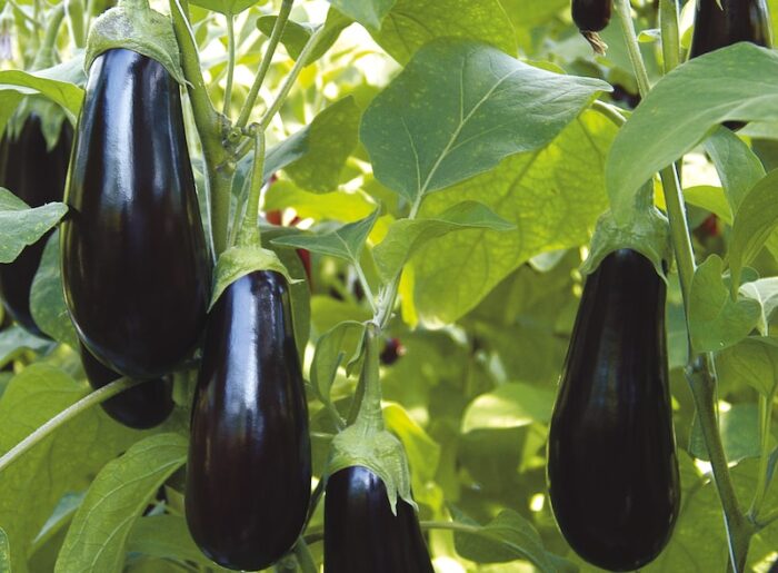 Growing grafted aubergine plants Suttons Gardening Grow How