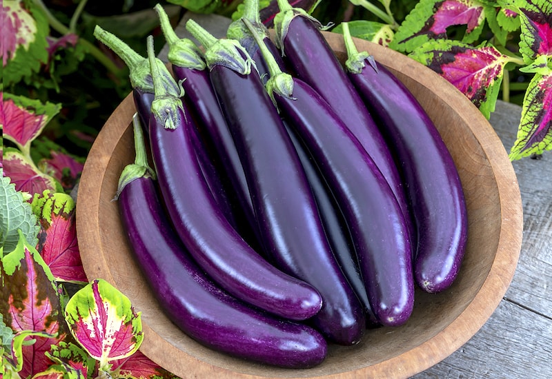 Long purple aubergines in wooden circular bowl