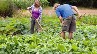 Crop Rotation – Get the most from your Vegetable Plot