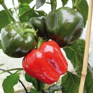 red and green capsicum britney grafted pepper plants