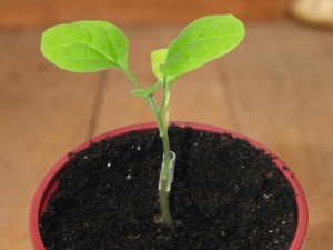 grafted-step2-where-are-plants-grafted-seedlin-leaves-cotyledons