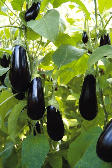 Growing Grafted Aubergine Plants - Suttons Gardening Grow How