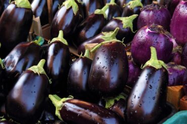 Growing grafted aubergine plants