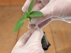 Grafting a pepper plant