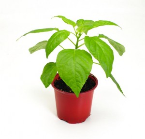 Potted pepper plant