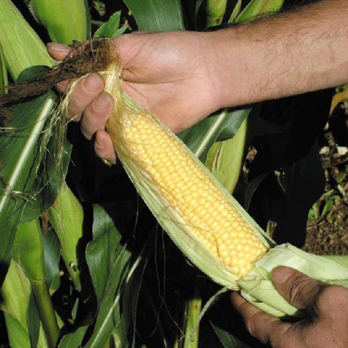 freshly harvested sweet corn being handled