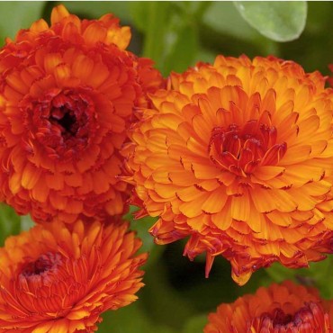 Calendula – October’s Birth Flower