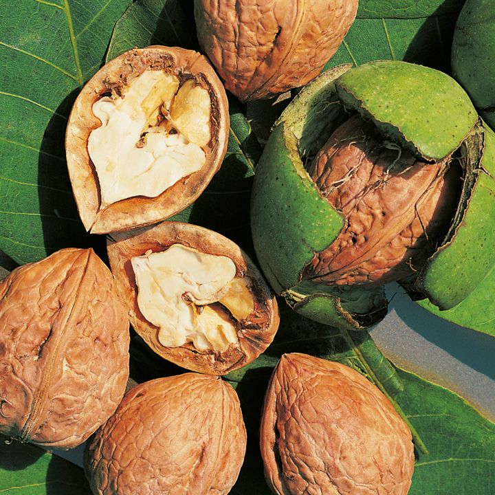 how-to-harvest-and-process-black-walnuts-backyard-forager