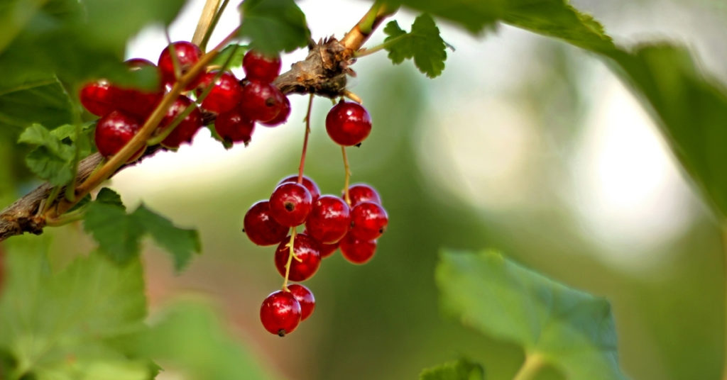 Soft Fruit Growing Guide Suttons Gardening Grow How