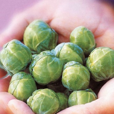 Farty Facts About Brussels Sprout Farts