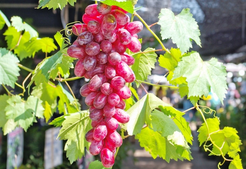Bright red grapes growing down vine