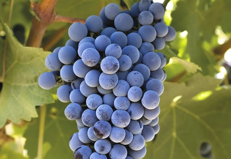 Closeup of red grapes in a shaded location