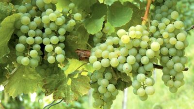 How to grow grapevines