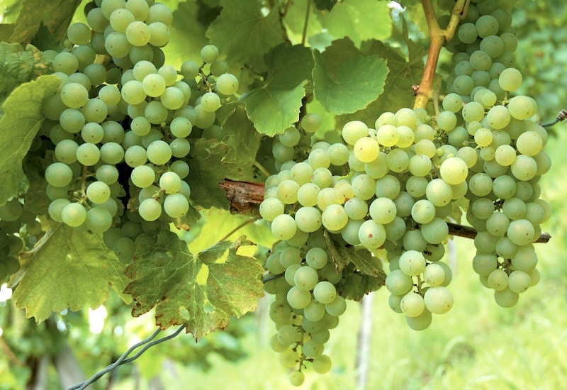 Closeup of green grapes on vine