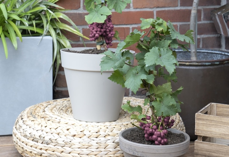 Red dwarf grapes on containers in table