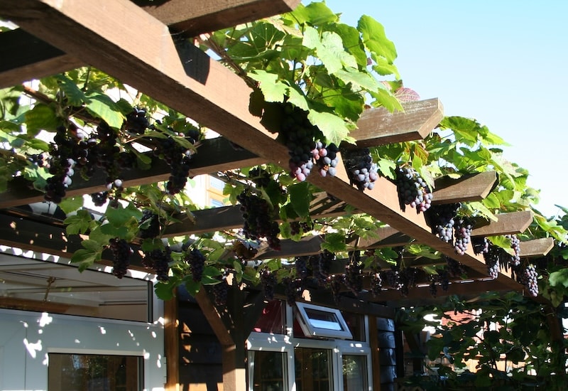 Red grapes on a pergola