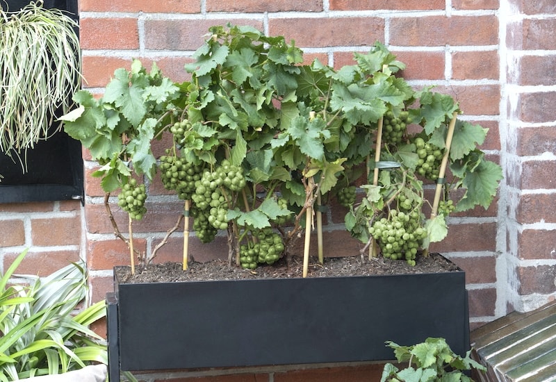 Green grapes in container against a wall