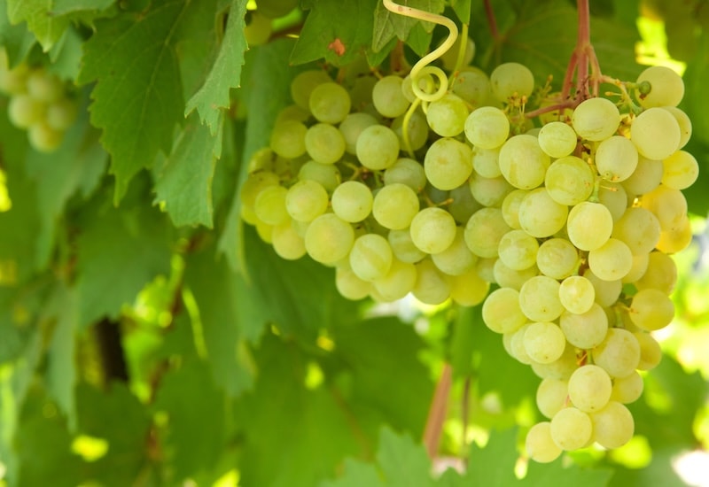 White grapes in a shaded location