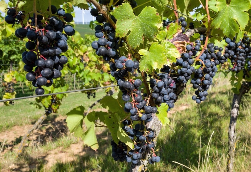 Purple grapes in vineyard