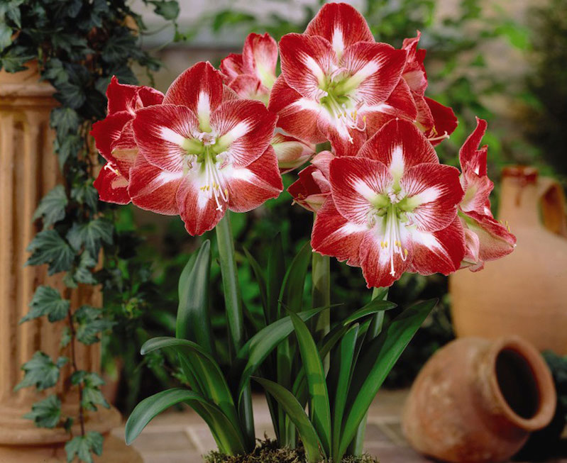 Amaryllis Minerva from Suttons/Copyright: Visions BV, Netherlands