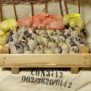 Seed potatoes in a chitting tray