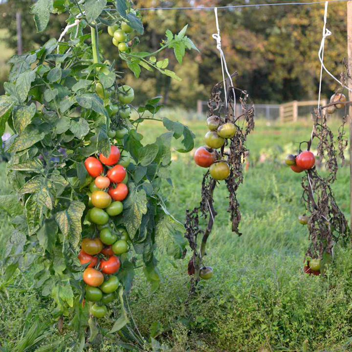 Crimson Crush Tomato Plants