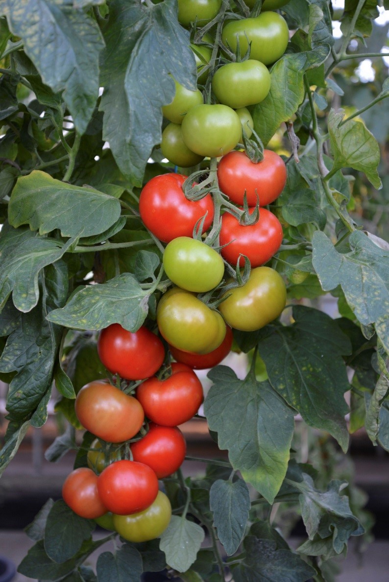 plants resistant to tomato early blight