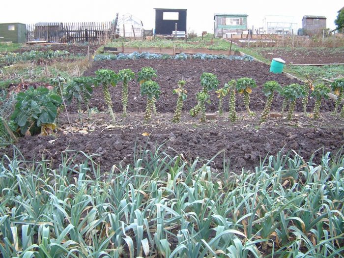 Sprouts-and-Leeks-on-allotment.jpg