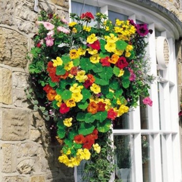 How to Plant up your Hanging Basket