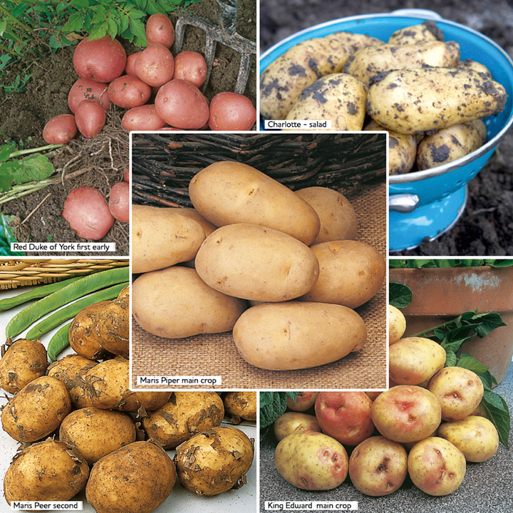 Collection of potatoes from Suttons
