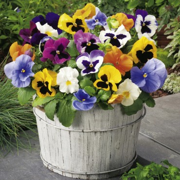 How to Plant up your Pots and Tubs