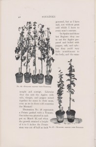 Grafting examples from 1898