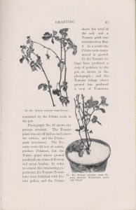Grafting examples from 1898
