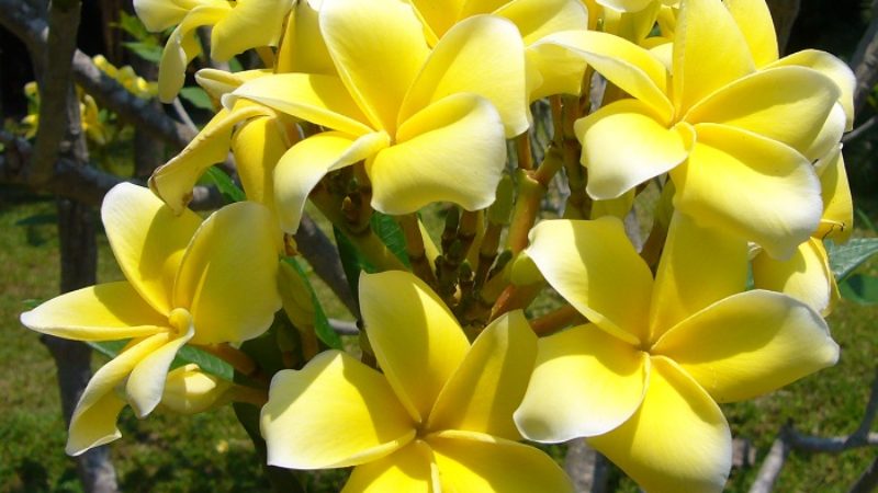 Plumeria Growing Guide Instructions