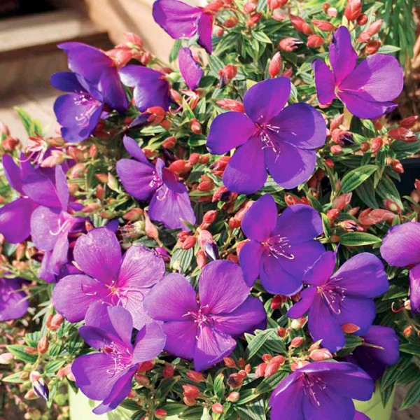 Purple Flower Colour Scheme Suttons Gardening Grow How