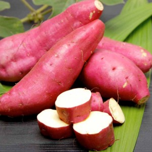 Sweet Potato Plants - Murasaki 29