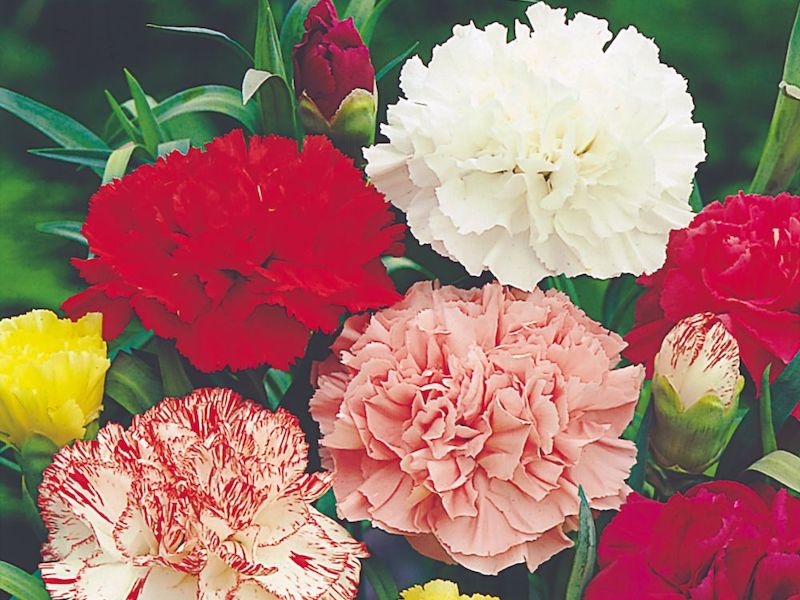 Carnation Seeds - Chabaud Giant Mix from Suttons