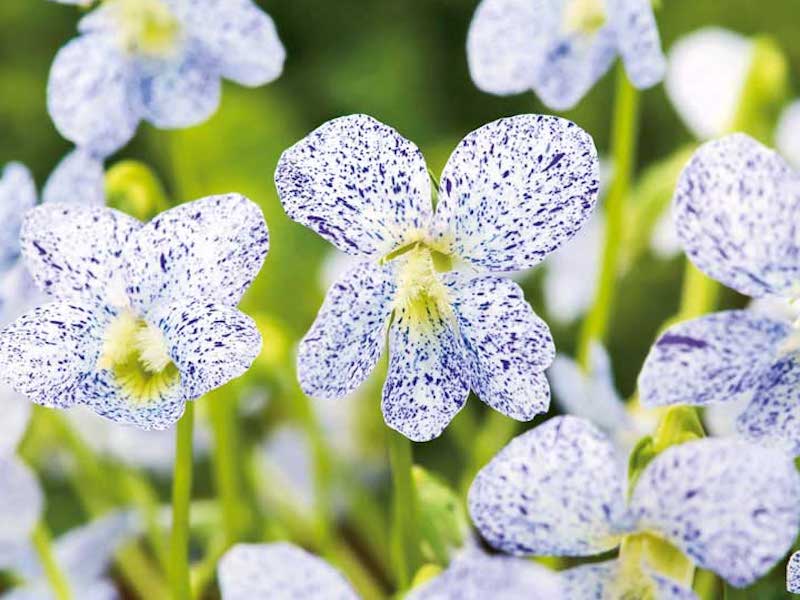 Viola ‘Freckles’ from Suttons