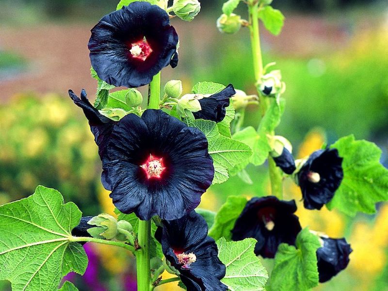 Hollyhock ‘Black Knight’ from Suttons