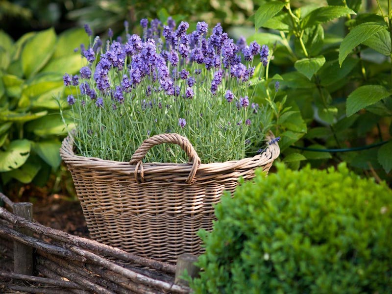 Lavender ‘Munstead’ from Suttons