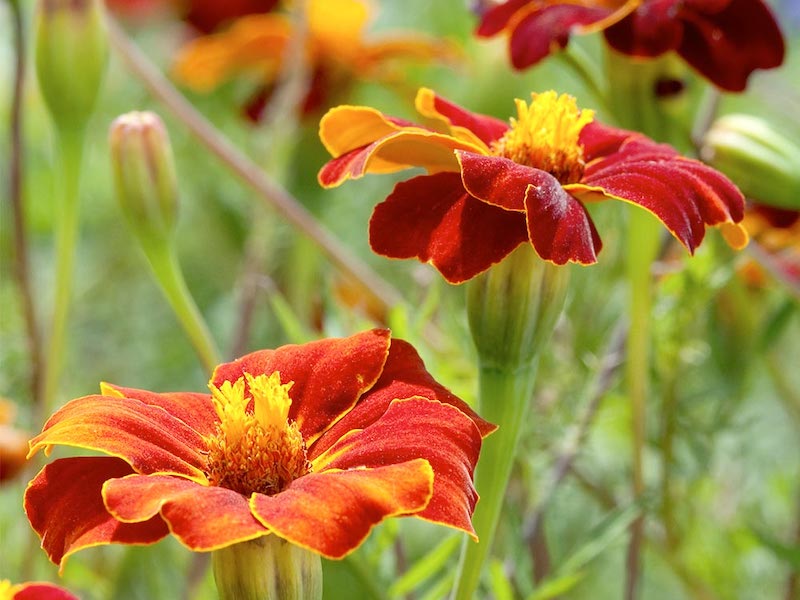 Marigold ‘Burning Embers’ from Suttons