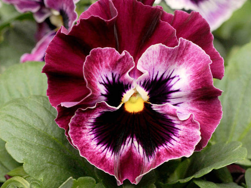 Pansy ‘F1 Frizzle Sizzle Raspberry’ from Suttons