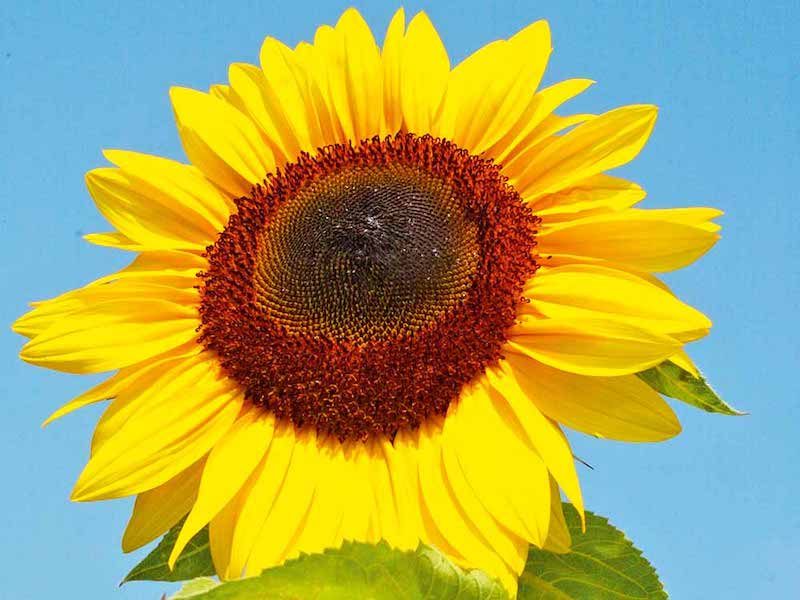Sunflower ‘Titan’ from Suttons