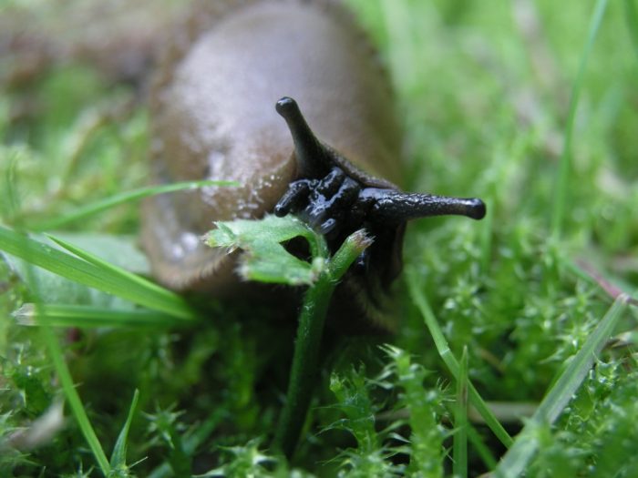 Arion_vulgaris_eating-spanish-slug.jpg