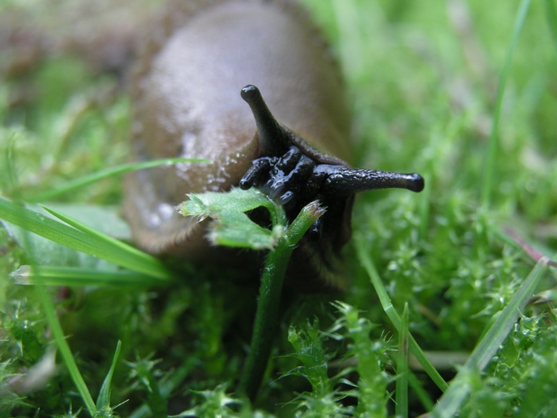 Arion_vulgaris_eating-spanish-slug