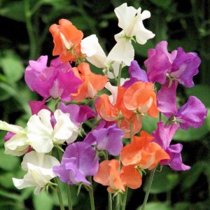 Sweet Pea – Queen of the Annuals - Suttons Gardening Grow How